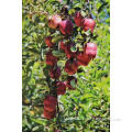 Good Quality Fresh Red Apple for Sale